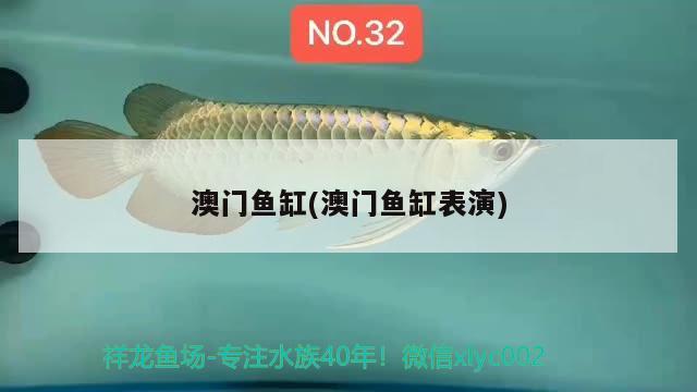 澳門魚缸(澳門魚缸表演) 廣州祥龍國際水族貿(mào)易