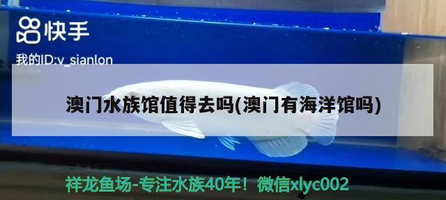 澳門水族館值得去嗎(澳門有海洋館嗎) 廣州祥龍國際水族貿(mào)易