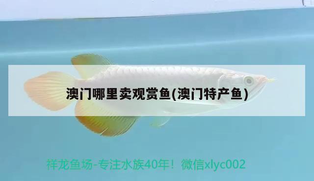 澳門哪里賣觀賞魚(澳門特產(chǎn)魚) 廣州祥龍國(guó)際水族貿(mào)易