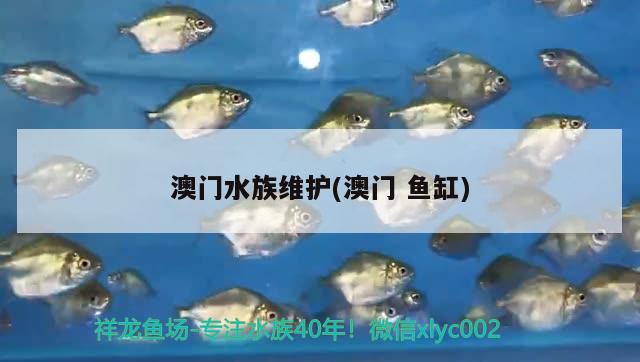 澳門水族維護(澳門魚缸) 廣州祥龍國際水族貿(mào)易