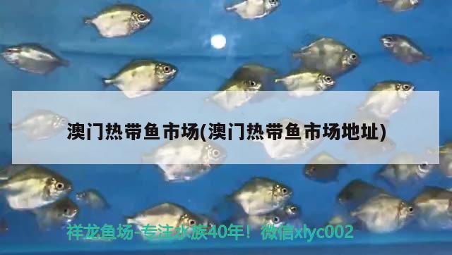 水楊梅魚缸種法圖片欣賞（水楊梅的養(yǎng)法） 伊巴卡魚