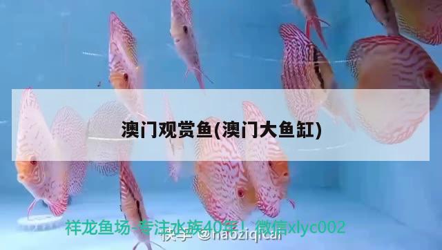 澳門觀賞魚(澳門大魚缸)