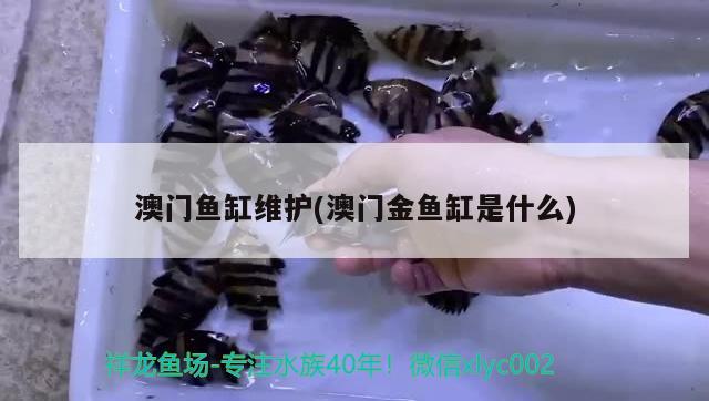 澳門魚缸維護(hù)(澳門金魚缸是什么) 廣州祥龍國際水族貿(mào)易