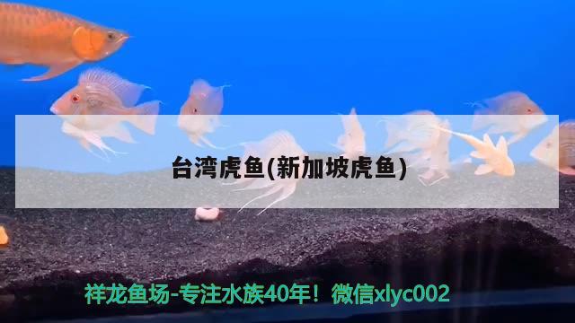 起司貓qq表情：起司貓可愛圖片 貓貓 第2張