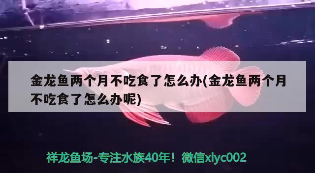 短鯛類(lèi)的魚(yú)有哪些，小型慈鯛科的魚(yú)都有什么 觀賞魚(yú) 第2張