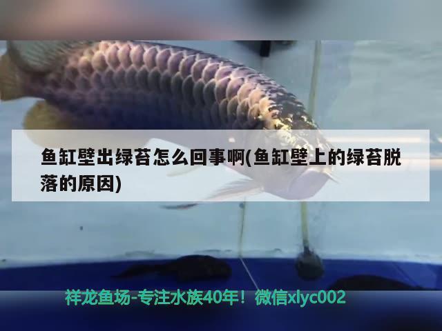 臨沂水族館雙龍戲水其樂融融～ 大白鯊魚 第2張