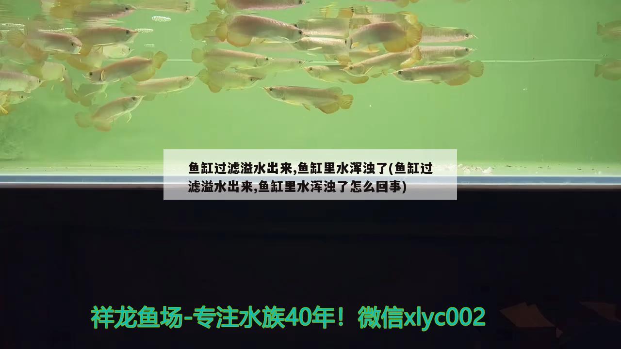 魚缸過濾溢水出來,魚缸里水渾濁了(魚缸過濾溢水出來,魚缸里水渾濁了怎么回事) 黃金鴨嘴魚