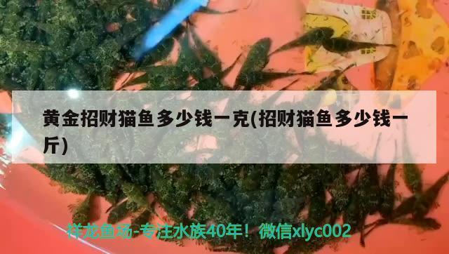 黃金招財貓魚多少錢一克(招財貓魚多少錢一斤) 黃金招財貓魚