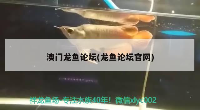 澳門龍魚論壇(龍魚論壇官網(wǎng)) 廣州祥龍國(guó)際水族貿(mào)易