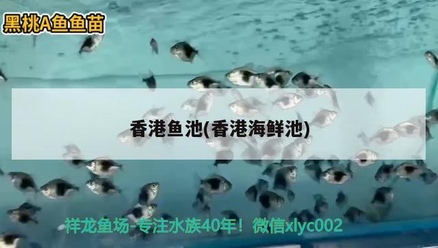 香港魚池(香港海鮮池) 廣州祥龍國際水族貿(mào)易