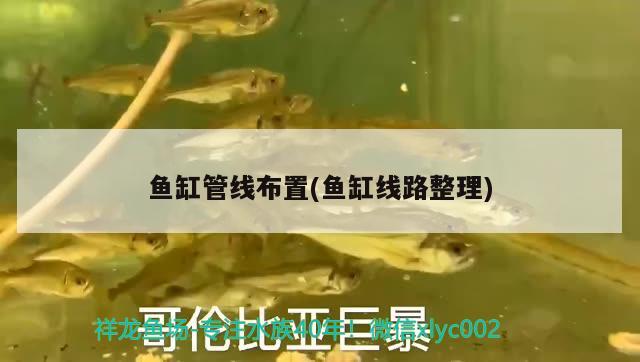 短鯛類的魚有哪些，小型慈鯛科的魚都有什么