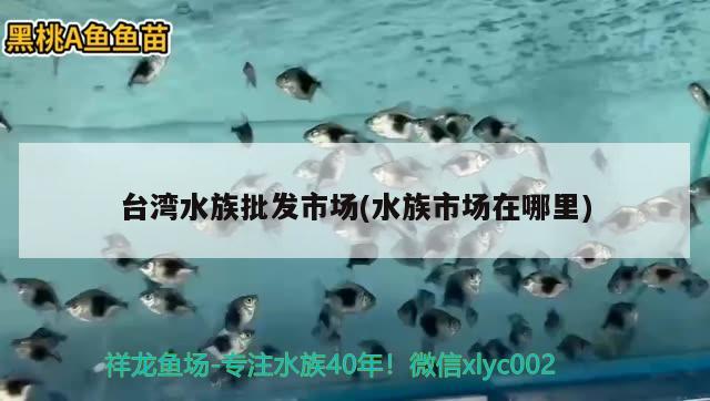 臺灣水族批發(fā)市場(水族市場在哪里) 觀賞魚水族批發(fā)市場