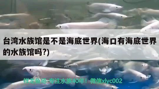 臺(tái)灣水族館是不是海底世界(?？谟泻５资澜绲乃屦^嗎?) 廣州祥龍國(guó)際水族貿(mào)易