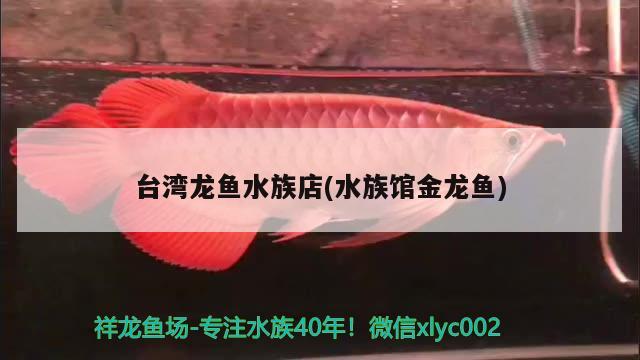 極品藍(lán)龍魚多少錢一條 極品藍(lán)龍魚多少錢一條啊 赤荔鳳冠魚 第1張