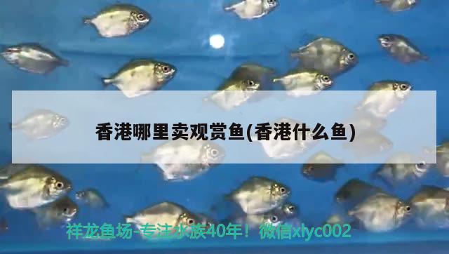 香港哪里賣觀賞魚(香港什么魚)