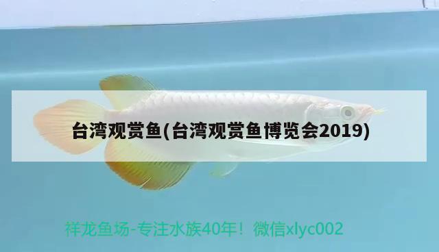 臺(tái)灣觀賞魚(臺(tái)灣觀賞魚博覽會(huì)2019) 廣州祥龍國(guó)際水族貿(mào)易