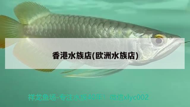 香港水族店(歐洲水族店) 廣州祥龍國際水族貿(mào)易