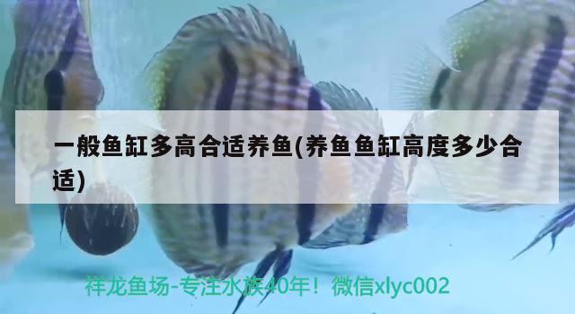 一般魚(yú)缸多高合適養(yǎng)魚(yú)(養(yǎng)魚(yú)魚(yú)缸高度多少合適)