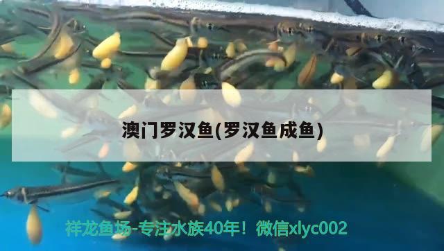 澳門羅漢魚(羅漢魚成魚) 羅漢魚