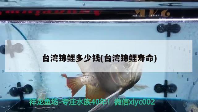 臺灣錦鯉多少錢(臺灣錦鯉壽命) 廣州祥龍國際水族貿(mào)易