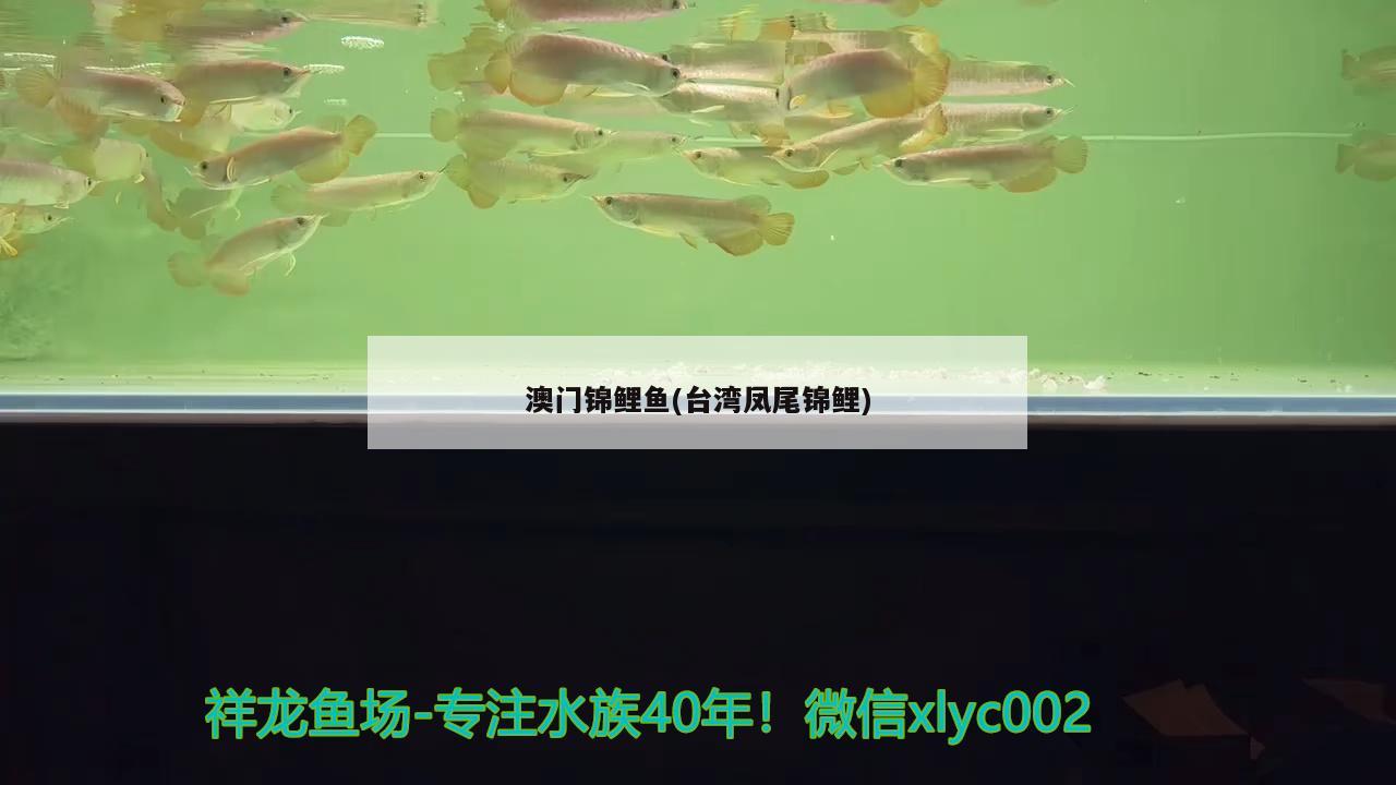 一米二的魚缸用幾瓦的氧氣泵（氧氣泵選擇多少瓦） 觀賞魚疾病 第2張