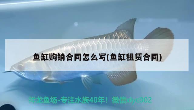 魚(yú)缸放石頭影響過(guò)濾么嗎(魚(yú)缸里放石頭會(huì)不會(huì)壓壞魚(yú)缸) 檸檬鯽 第2張