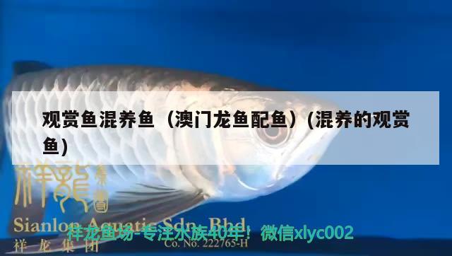 觀賞魚混養(yǎng)魚（澳門龍魚配魚）(混養(yǎng)的觀賞魚)