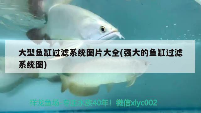 大型魚缸過濾系統(tǒng)圖片大全(強大的魚缸過濾系統(tǒng)圖) 白子銀龍魚苗