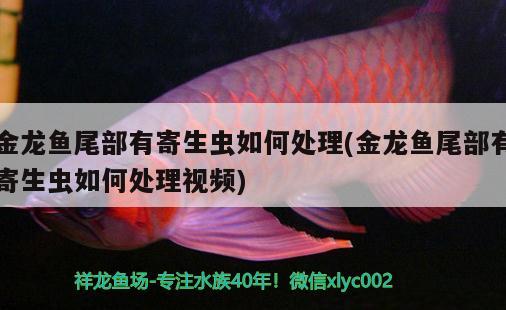 金龍魚尾部有寄生蟲如何處理(金龍魚尾部有寄生蟲如何處理視頻) 魟魚百科