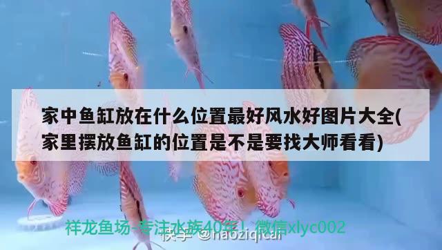 金龍魚有多少個(gè)品種，如何區(qū)分各種龍魚