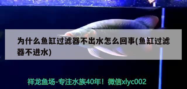 為什么魚(yú)缸過(guò)濾器不出水怎么回事(魚(yú)缸過(guò)濾器不進(jìn)水) 紅白錦鯉魚(yú)