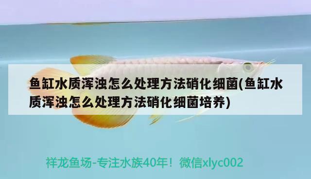 魚缸水質(zhì)渾濁怎么處理方法硝化細(xì)菌(魚缸水質(zhì)渾濁怎么處理方法硝化細(xì)菌培養(yǎng))