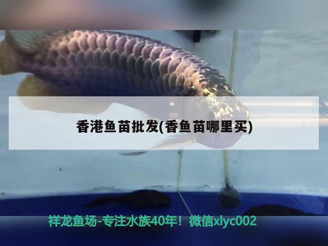 香港魚苗批發(fā)(香魚苗哪里買)