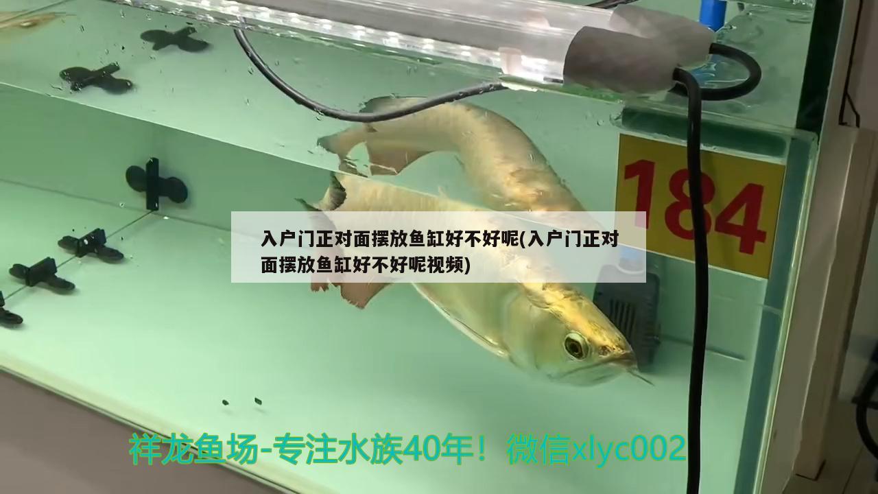 入戶門正對(duì)面擺放魚缸好不好呢(入戶門正對(duì)面擺放魚缸好不好呢視頻)