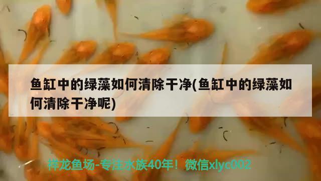 魚缸殺菌鹽的用法(魚缸放鹽殺菌用量) 金三間魚 第1張