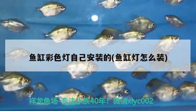 魚缸彩色燈自己安裝的(魚缸燈怎么裝)