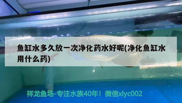 魚缸綠苔怎么回事：為什么魚缸總長綠苔家里魚缸長綠苔怎么辦