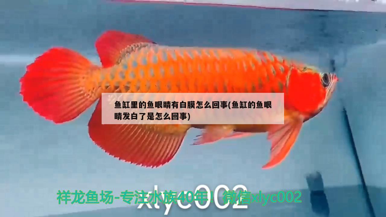 魚(yú)缸里的魚(yú)眼睛有白膜怎么回事(魚(yú)缸的魚(yú)眼睛發(fā)白了是怎么回事) 國(guó)產(chǎn)元寶鳳凰魚(yú)