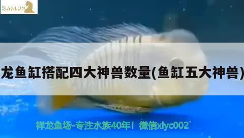 魟魚(yú)順著缸壁爬代表啥：魟魚(yú)在缸底急游亂竄