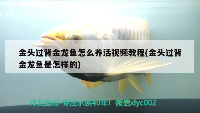 金頭過背金龍魚怎么養(yǎng)活視頻教程(金頭過背金龍魚是怎樣的) 金龍魚百科