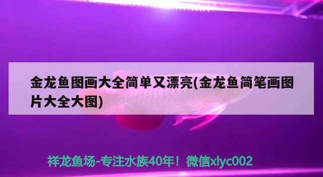 金龍魚圖畫大全簡單又漂亮(金龍魚簡筆畫圖片大全大圖) 蘇虎苗（蘇門答臘虎魚苗）