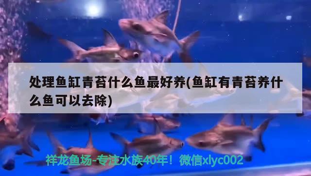 處理魚缸青苔什么魚最好養(yǎng)(魚缸有青苔養(yǎng)什么魚可以去除)