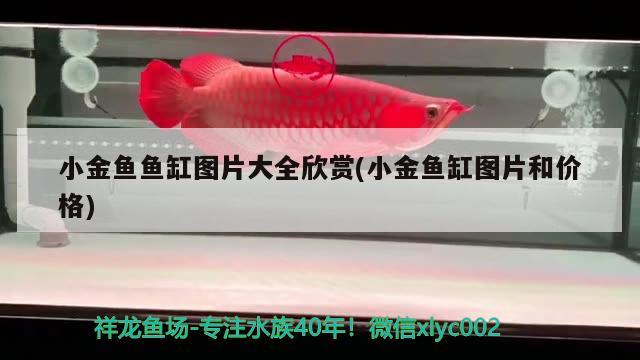 小金魚魚缸圖片大全欣賞(小金魚缸圖片和價格)