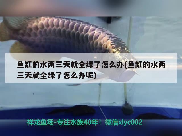 魚缸的水兩三天就全綠了怎么辦(魚缸的水兩三天就全綠了怎么辦呢) 斑馬鴨嘴魚苗