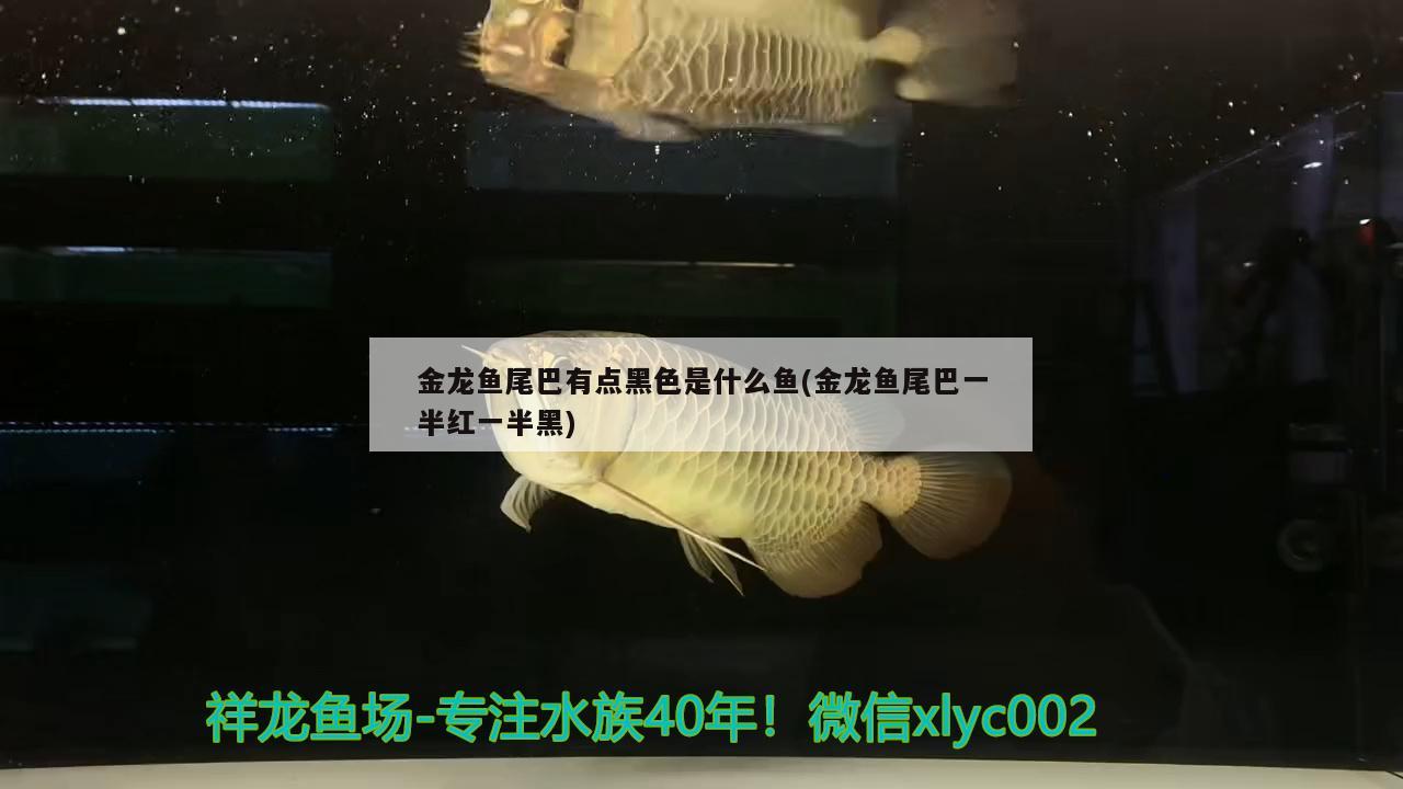 金龍魚尾巴有點黑色是什么魚(金龍魚尾巴一半紅一半黑)