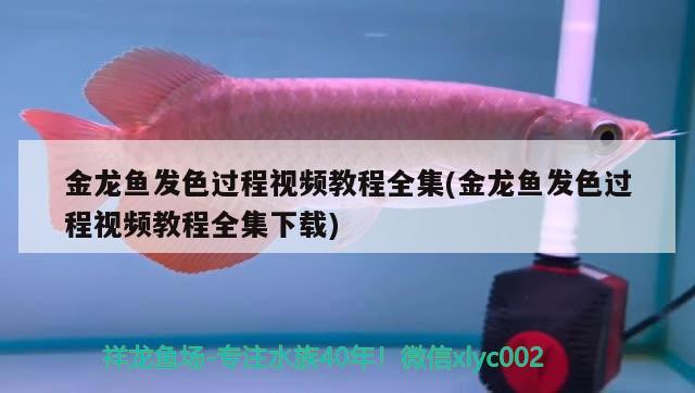 金龍魚發(fā)色過程視頻教程全集(金龍魚發(fā)色過程視頻教程全集下載) 虎魚魚苗