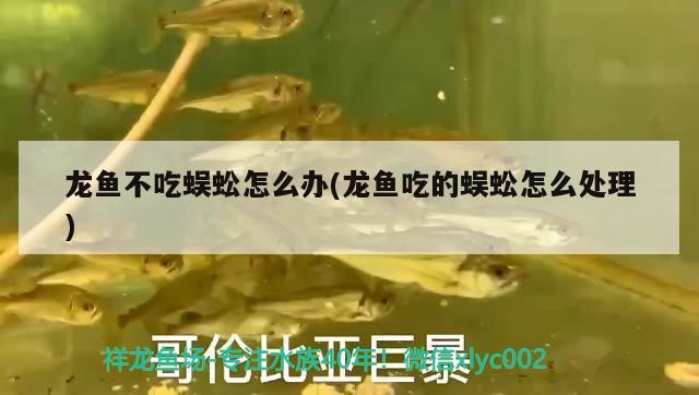 龍魚(yú)不吃蜈蚣怎么辦(龍魚(yú)吃的蜈蚣怎么處理) 黃金斑馬魚(yú)