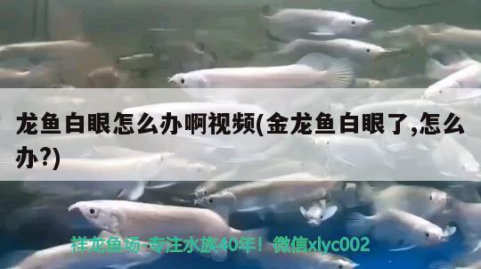 龍魚白眼怎么辦啊視頻(金龍魚白眼了,怎么辦?) 飛鳳魚苗