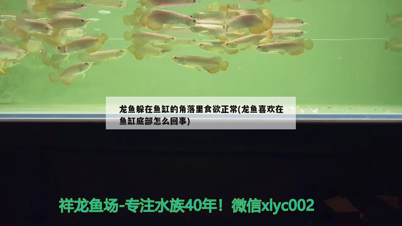 龍魚(yú)躲在魚(yú)缸的角落里食欲正常(龍魚(yú)喜歡在魚(yú)缸底部怎么回事) 刀魚(yú)魚(yú)