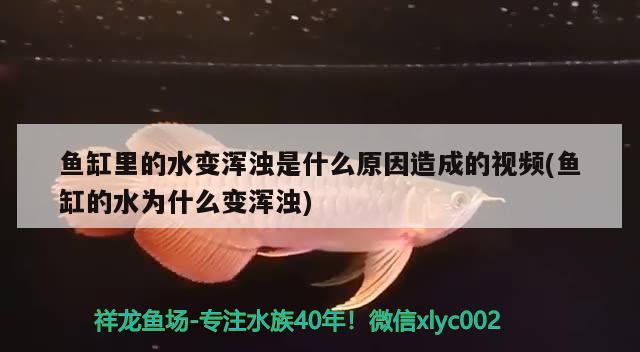 魚缸里的水變渾濁是什么原因造成的視頻(魚缸的水為什么變渾濁) 熱帶魚魚苗批發(fā)